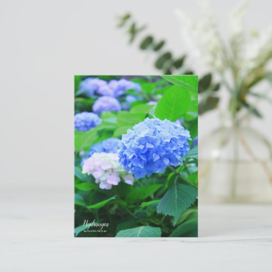 Hydrangea: Briefkaart (Staand voorkant)