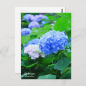 Hydrangea: Briefkaart (Voorkant / Achterkant)