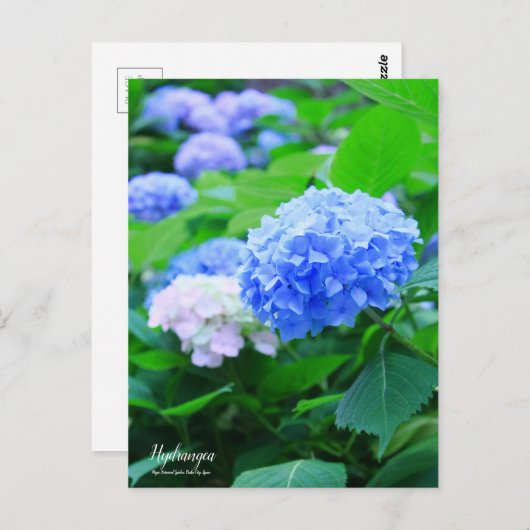 Hydrangea: Briefkaart (Voorkant / Achterkant)