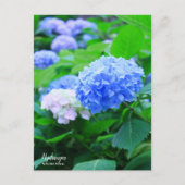 Hydrangea: Briefkaart (Voorkant)