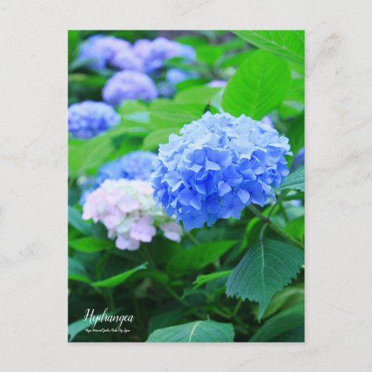 Hydrangea: Briefkaart (Voorkant)