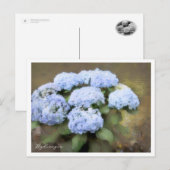Hydrangea Briefkaart (Voorkant / Achterkant)