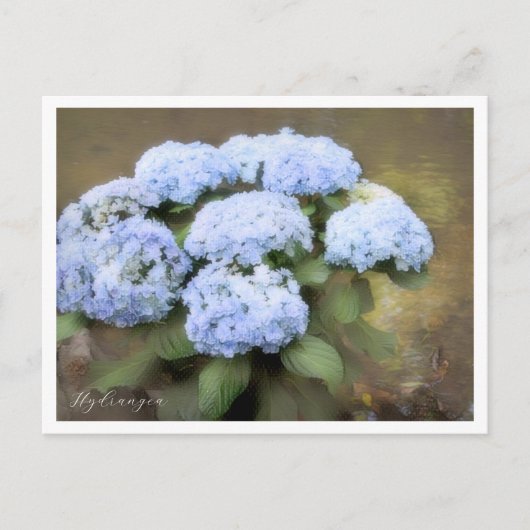 Hydrangea Briefkaart (Voorkant)