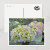 Hydrangea Briefkaart (Voorkant / Achterkant)