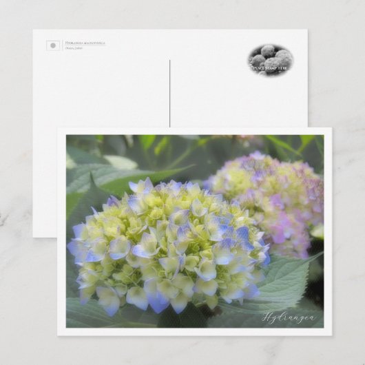Hydrangea Briefkaart (Voorkant / Achterkant)