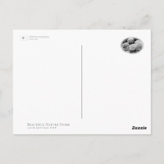 Hydrangea Briefkaart (Achterkant)