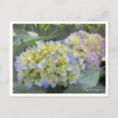 Hydrangea Briefkaart (Voorkant)