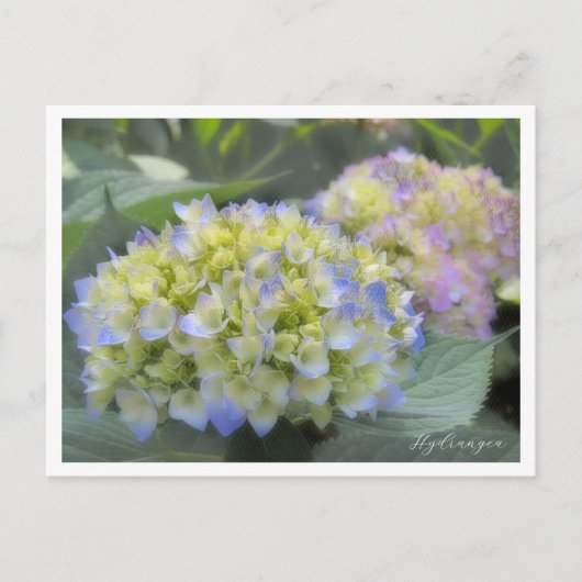 Hydrangea Briefkaart (Voorkant)