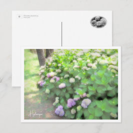 Hydrangea Briefkaart