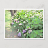 Hydrangea Briefkaart (Voorkant)