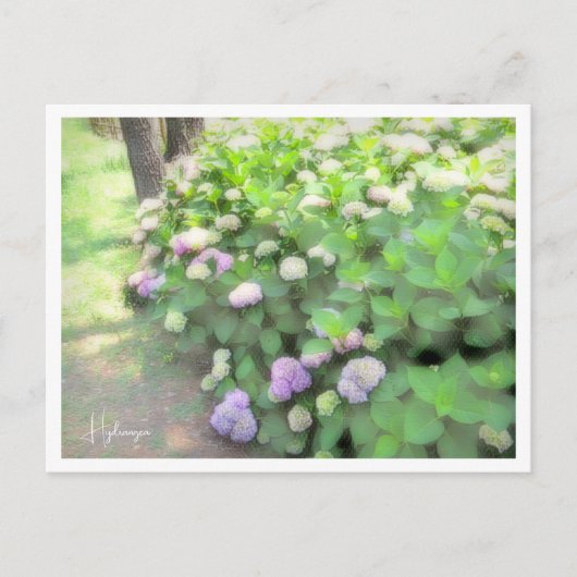 Hydrangea Briefkaart (Voorkant)
