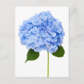 Hydrangea Briefkaart (Voorkant)