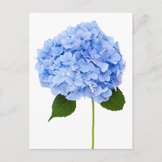 Hydrangea Briefkaart (Voorkant)