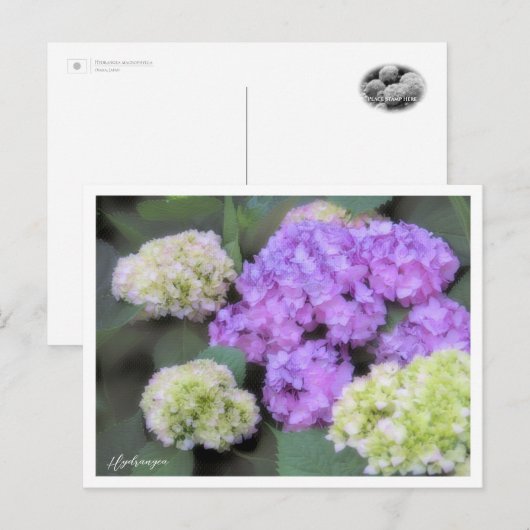 Hydrangea Briefkaart (Voorkant / Achterkant)
