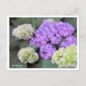 Hydrangea Briefkaart (Voorkant)