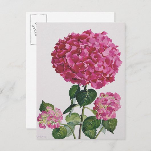 Hydrangea Briefkaart (Voorkant / Achterkant)