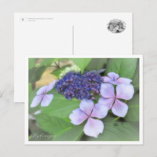 Hydrangea Briefkaart (Voorkant / Achterkant)