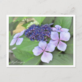 Hydrangea Briefkaart