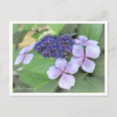Hydrangea Briefkaart (Voorkant)