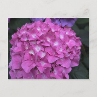 Hydrangea Briefkaart