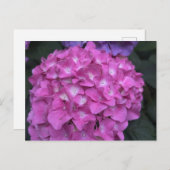 Hydrangea Briefkaart (Voorkant / Achterkant)