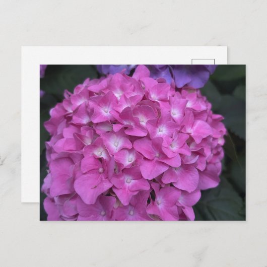 Hydrangea Briefkaart (Voorkant / Achterkant)