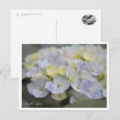 Hydrangea Briefkaart (Voorkant / Achterkant)