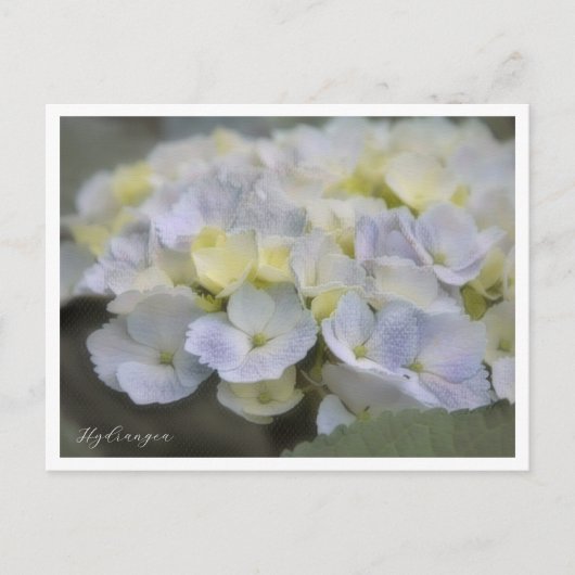 Hydrangea Briefkaart (Voorkant)