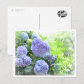 Hydrangea Briefkaart (Voorkant / Achterkant)