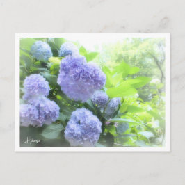 Hydrangea Briefkaart