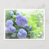 Hydrangea Briefkaart (Voorkant)