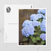 Hydrangea Briefkaart (Voorkant / Achterkant)