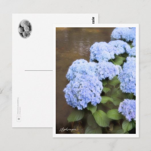 Hydrangea Briefkaart (Voorkant / Achterkant)