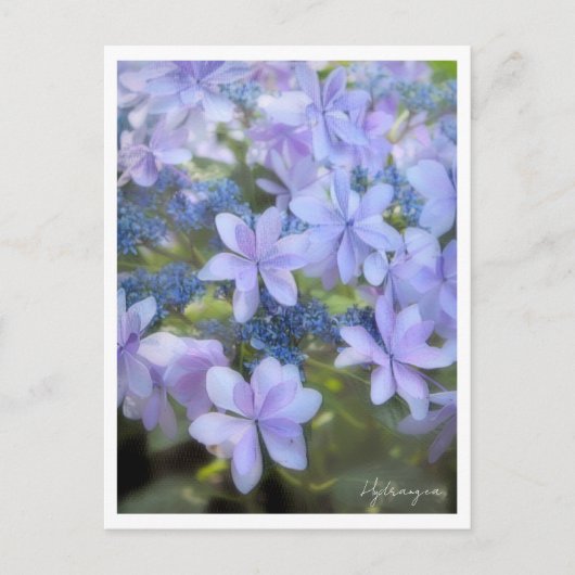 Hydrangea Briefkaart (Voorkant)