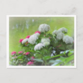 Hydrangea Briefkaart (Voorkant)