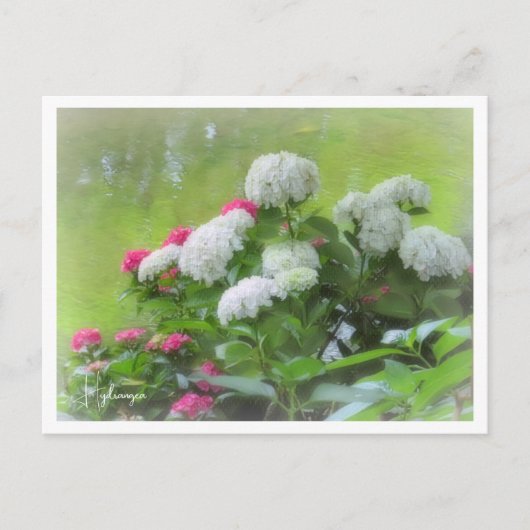 Hydrangea Briefkaart (Voorkant)