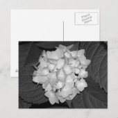 Hydrangea Briefkaart (Voorkant / Achterkant)