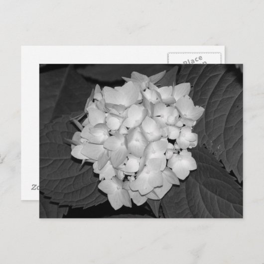 Hydrangea Briefkaart (Voorkant / Achterkant)