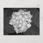 Hydrangea Briefkaart (Voorkant)