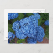 Hydrangea Briefkaart (Voorkant / Achterkant)