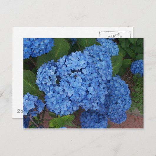 Hydrangea Briefkaart (Voorkant / Achterkant)