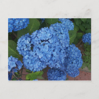 Hydrangea Briefkaart