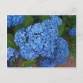 Hydrangea Briefkaart (Voorkant)
