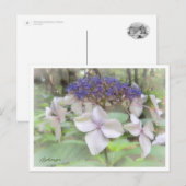 Hydrangea Briefkaart (Voorkant / Achterkant)