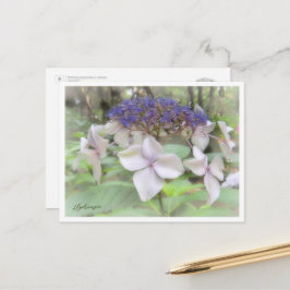 Hydrangea Briefkaart