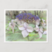 Hydrangea Briefkaart (Voorkant)