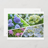 Hydrangea (Briefkaart) ポ ト カ ー ド Briefkaart (Voorkant / Achterkant)