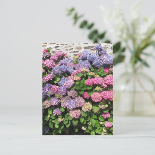 Hydrangea bush Postcard Briefkaart (Staand voorkant)