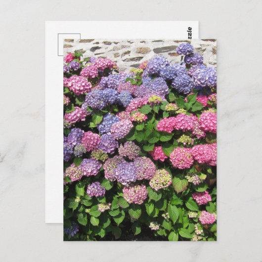 Hydrangea bush Postcard Briefkaart (Voorkant / Achterkant)
