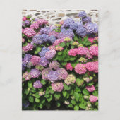 Hydrangea bush Postcard Briefkaart (Voorkant)